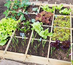 41 eco friendly tips to save cash, go green, Cherry tomatoes salad greens and green beans are the best foods to grow if saving money is the goal