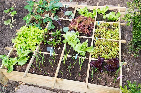 41 eco friendly tips to save cash, go green, Cherry tomatoes salad greens and green beans are the best foods to grow if saving money is the goal