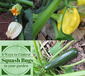 6 ways to control squash bugs in your garden, gardening, pest control, Squash bugs can turn a healthy plant into a wilted mess in a matter of hours What can you do to prevent an infestation