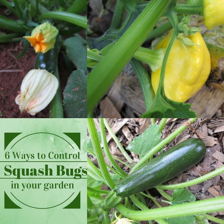 6 ways to control squash bugs in your garden, gardening, pest control, Squash bugs can turn a healthy plant into a wilted mess in a matter of hours What can you do to prevent an infestation