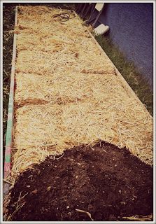 introduction to lasagna gardening, gardening, homesteading, raised garden beds, Step 4