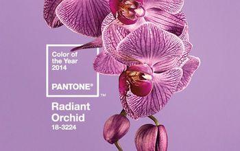 Really? Radiant Orchid?