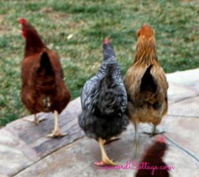 chickens make great pets too, homesteading, pets animals