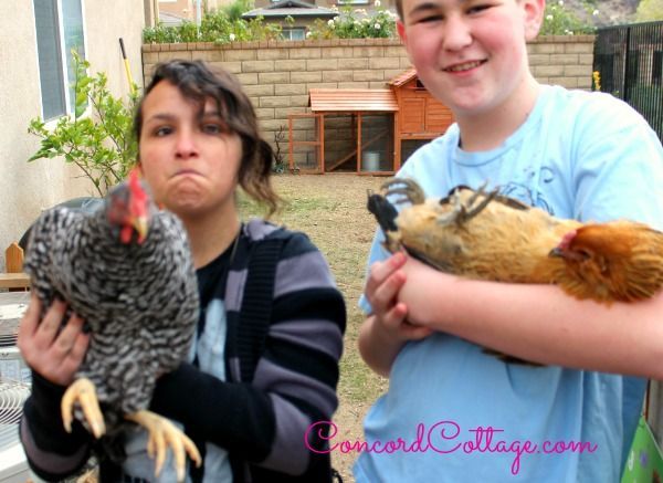 chickens make great pets too, homesteading, pets animals