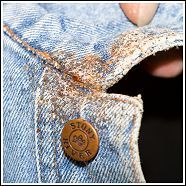 bed bugs facts and info, pest control, eggs and bedbugs on clothing