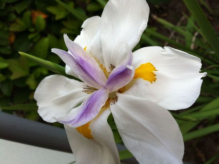 african iris, flowers, gardening, African Iris