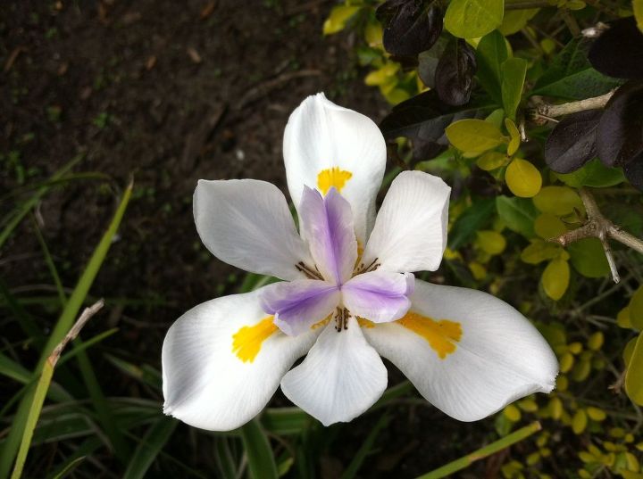 african iris, flowers, gardening