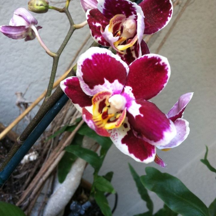 african iris, flowers, gardening
