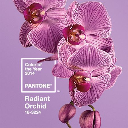 5 big home d cor trends for 2014, bathroom ideas, foyer, home decor, living room ideas, Pantone Color of the Year Radiant Orchid