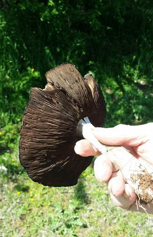 mushroom question, gardening