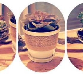 savvy succulents, flowers, gardening, home decor, succulents