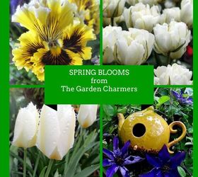 spring blooms a bouquet for you from the garden charmers, flowers, gardening, Spring blooms with The Garden Charmers