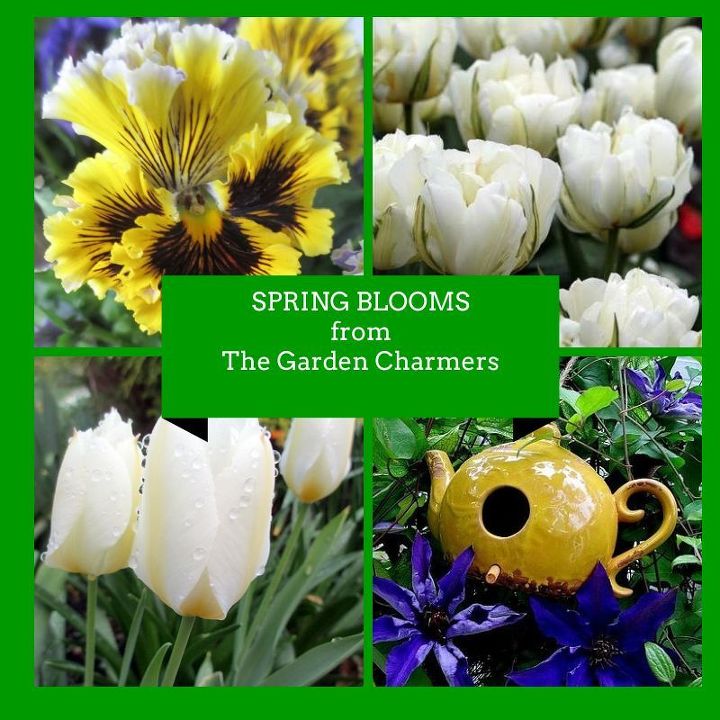 spring blooms a bouquet for you from the garden charmers, flowers, gardening, Spring blooms with The Garden Charmers