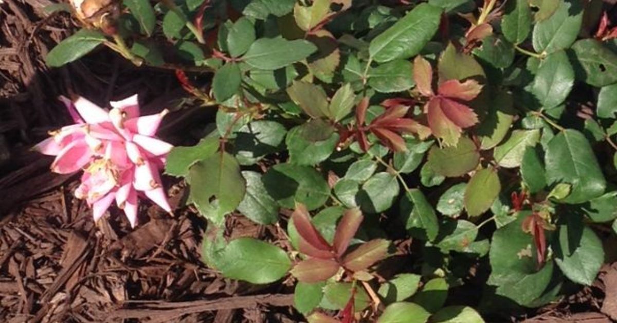 When And How To Trim Knockout Rose Bushes - when to cut knockout rose bushes back for winter
