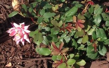 Reddish leaves on new knockout rose bush