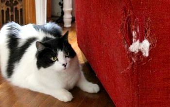 Cómo reparar una silla o un sofá arañado por un gato