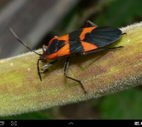 milkweed beetles, outdoor living, pest control, This is the adult I see these and the babies everywhere