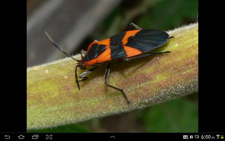 milkweed beetles, outdoor living, pest control, This is the adult I see these and the babies everywhere