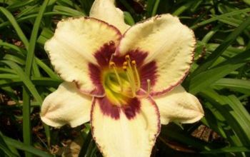 Trying to Grow Daylilies From Seeds