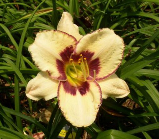 trying to grow daylilies from seeds, gardening