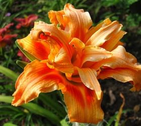 trying to grow daylilies from seeds, gardening