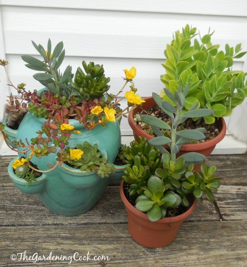 my tired and worn succulents get a new lease of life, flowers, gardening, succulents