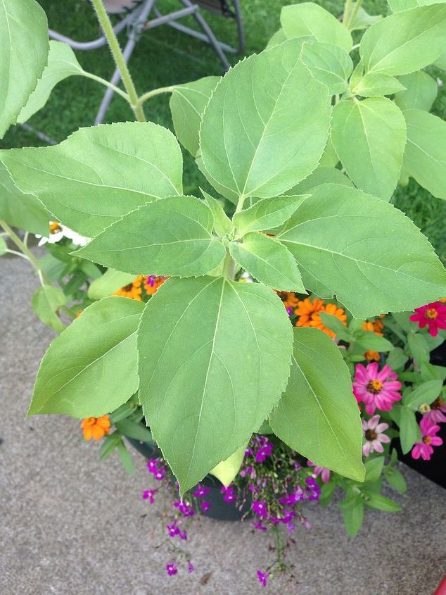 what is this please help me identify this plant, flowers, gardening, It s growing in with my flowers in a planter