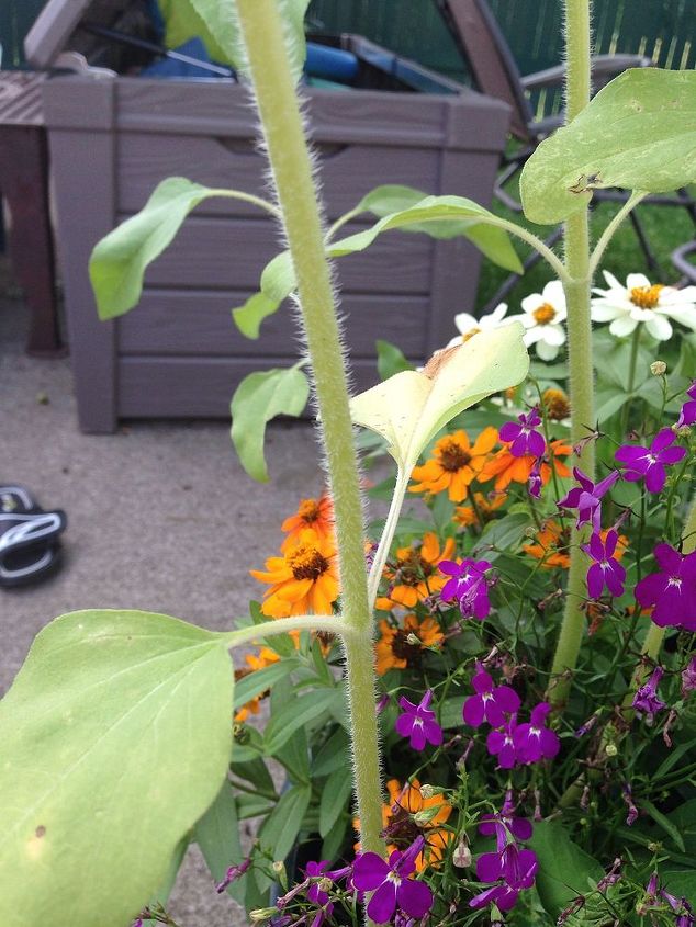 what is this please help me identify this plant, flowers, gardening, It has a fuzzy stalk