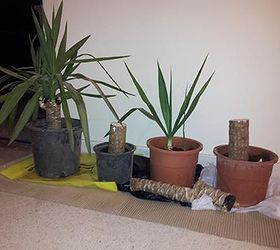how often should i water yucca cuttings