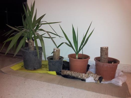 how often should i water yucca cuttings