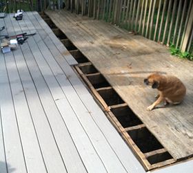 q deck rails barricades, decks, diy, how to, woodworking projects, Supervising Our only girl furbaby