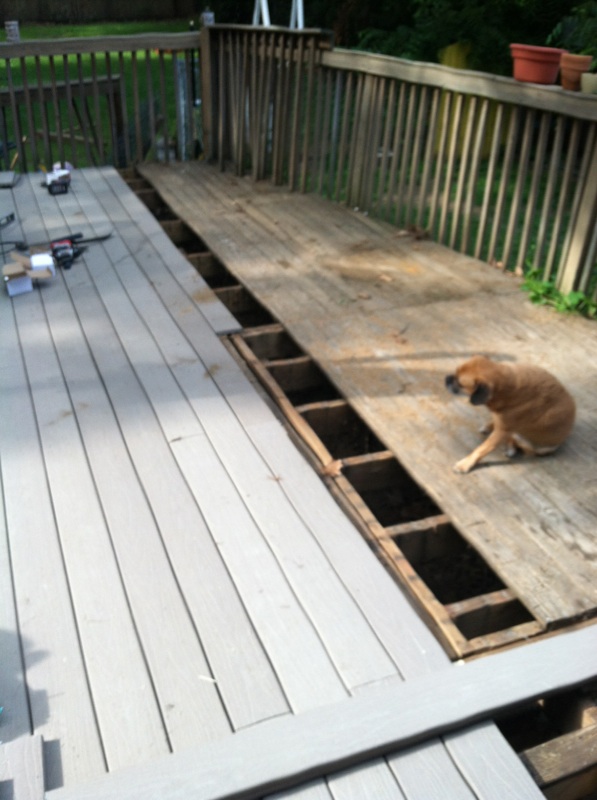 q deck rails barricades, decks, diy, how to, woodworking projects, Supervising Our only girl furbaby