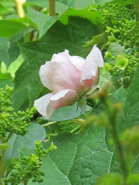 growing roses in a shade garden, flowers, gardening, hydrangea, landscape