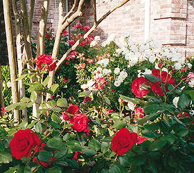 a fourth of july celebration in flowers, container gardening, flowers, gardening, Red and White Cascades of Roses