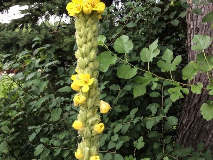 what kind of flower am i, flowers, gardening