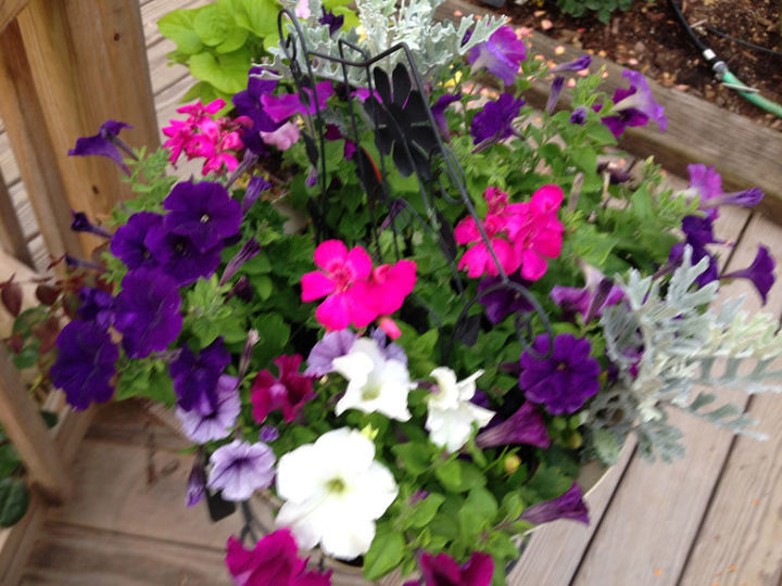 a fourth of july celebration in flowers, container gardening, flowers, gardening, Red White Blue Basket Jobes Organics
