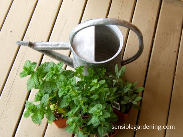 potted herb plants, container gardening, gardening, Nurseries have a great selection of herbs