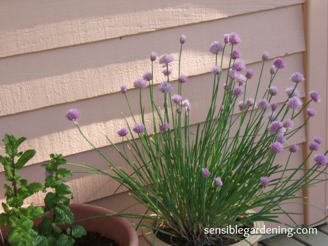 potted herb plants, container gardening, gardening, Chives in bloom are very decorative