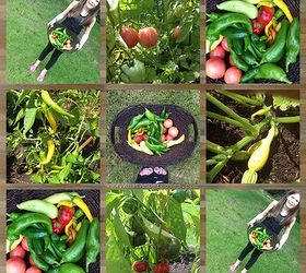 diy pepper flakes garden to table, homesteading