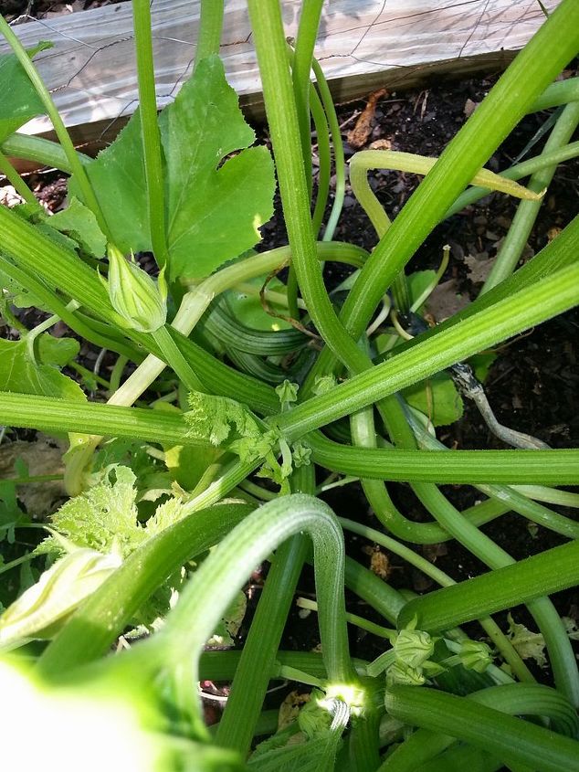 plantas de calabaza grandes y sanas y no crece la calabaza, NOTA el tallo parece que es de color verde oscuro y tiene una calabaza como el color y la textura en s