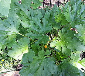 squash plants large and healthy and no squash growing, 2 large plants growing