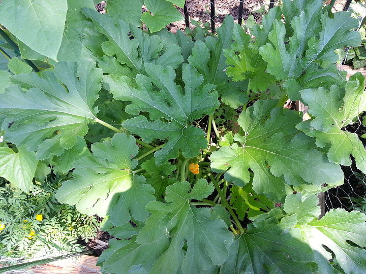 squash plants large and healthy and no squash growing, 2 large plants growing