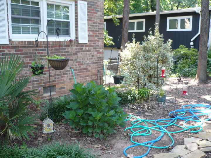 hostas side yard in progress this is becoming an ongoing project, gardening