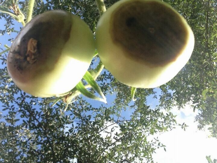 rotting tomatoes, container gardening, flowers, gardening, The rotten bottoms