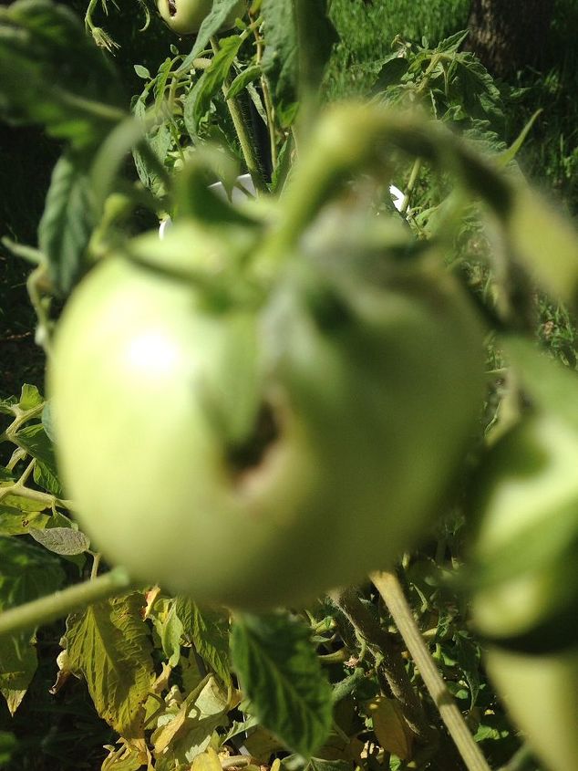 rotting tomatoes, container gardening, flowers, gardening, A blurry shot of the infamous hole