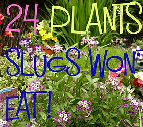 24 plants slugs won t eat, flowers, gardening, hydrangea, pest control