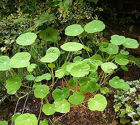 24 plants slugs won t eat, flowers, gardening, hydrangea, pest control, Young nasturtiums I ve got A LOT of slugs but my nasturtiums are still going strong Heathers and ivy in the background