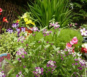 24 plants slugs won t eat, flowers, gardening, hydrangea, pest control, My previous garden Violet alyssum lemon thyme and camomile in the background