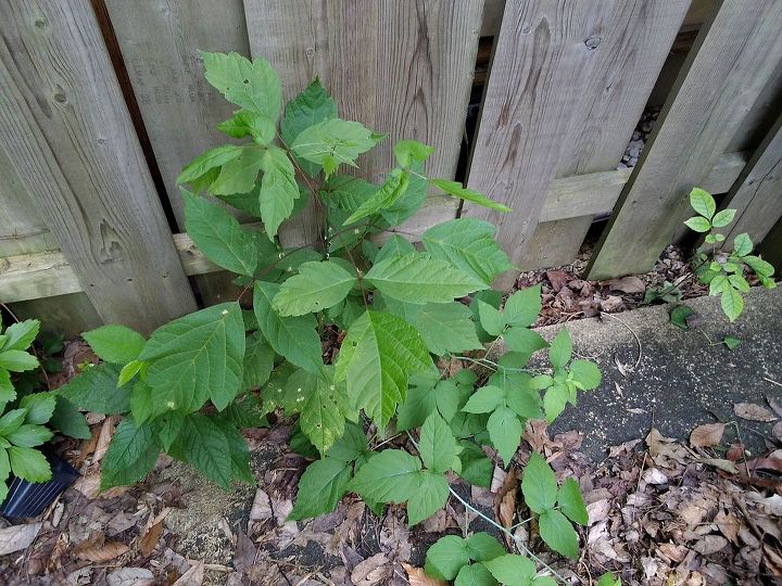 is this a poison ivy or poison sumac type plant