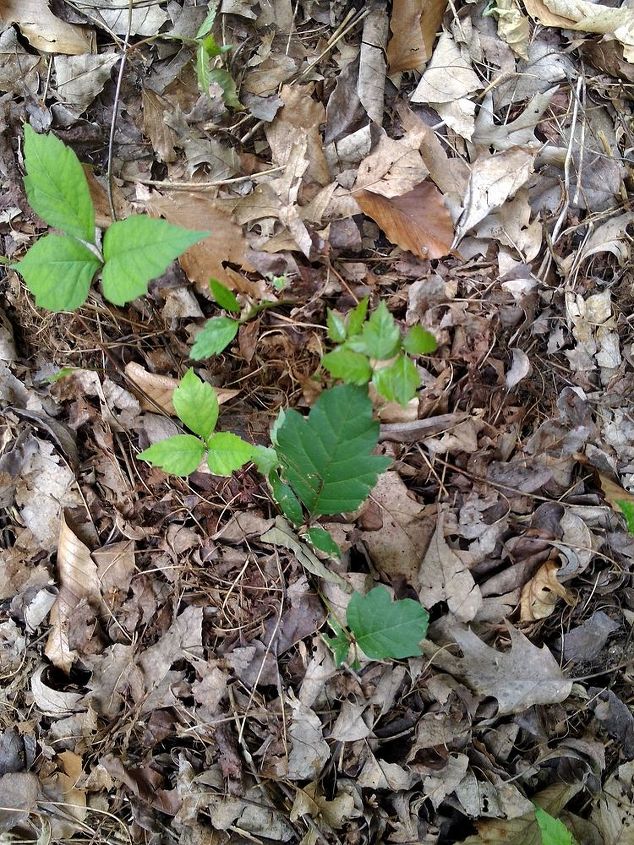 is this a poison ivy or poison sumac type plant, gardening
